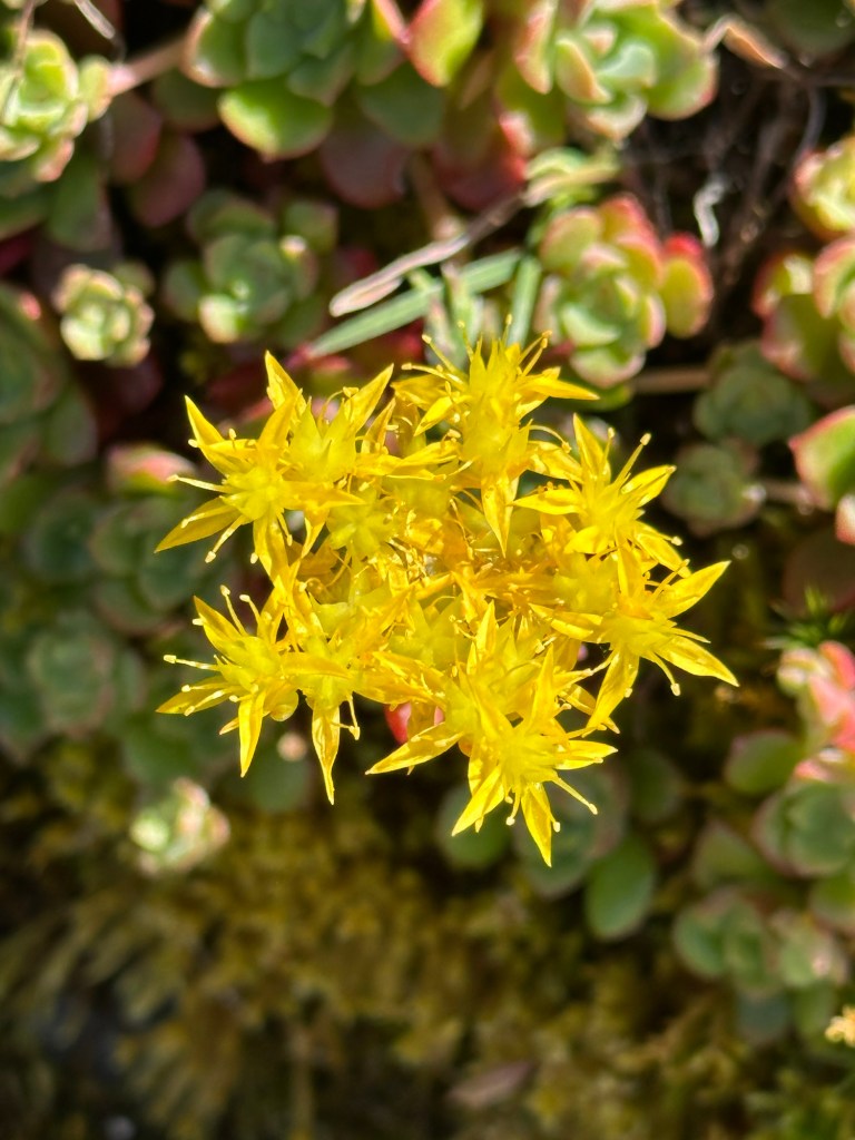 Flowers near Hetch Hetchy Reservoir in Yosemite National Park, California. Picture by Happy Vegan Campers.
