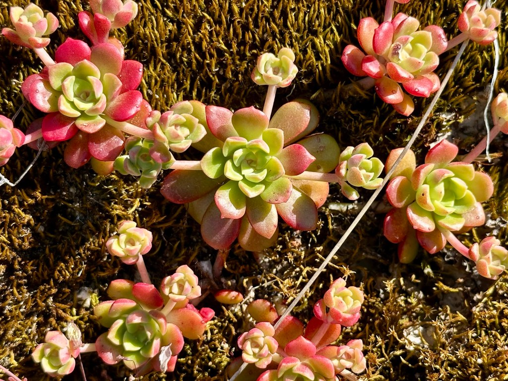 Plant near Hetch Hetchy Reservoir in Yosemite National Park, California. Picture by Happy Vegan Campers.