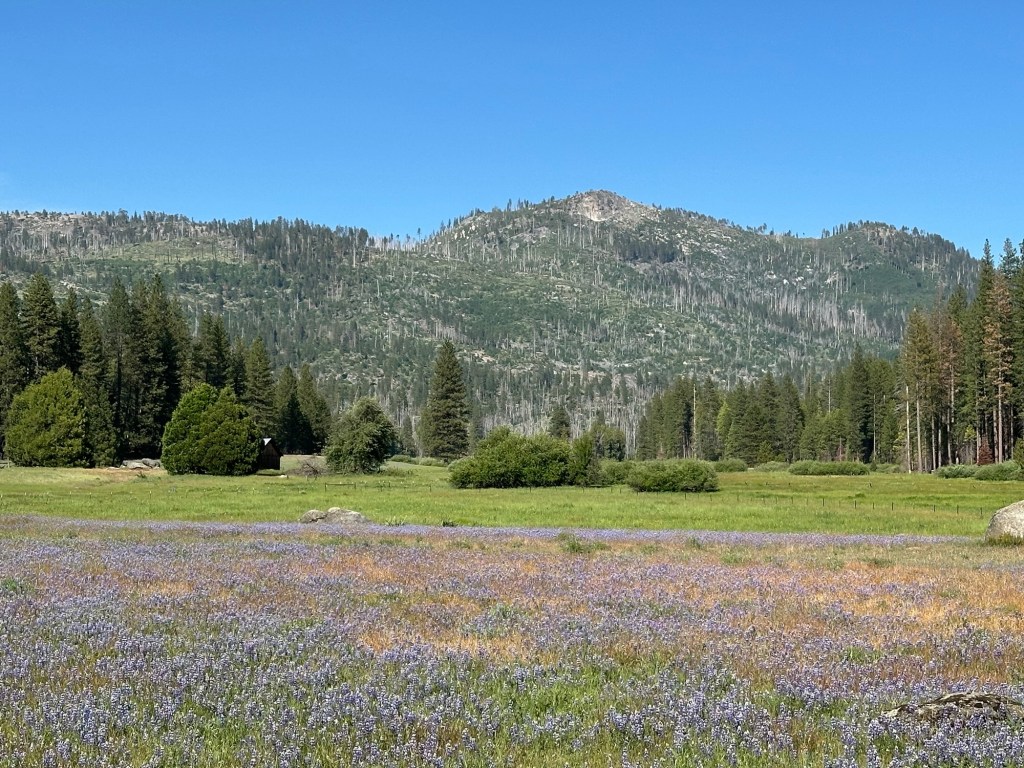 Meadow full of flowers near Hetch Hetchy Reservoir in Yosemite National Park, California. Picture by Happy Vegan Campers.