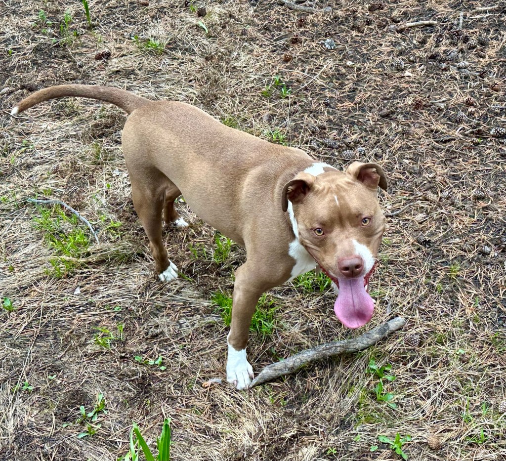Marcel in Yosemite National Park, California. Picture by Happy Vegan Campers.