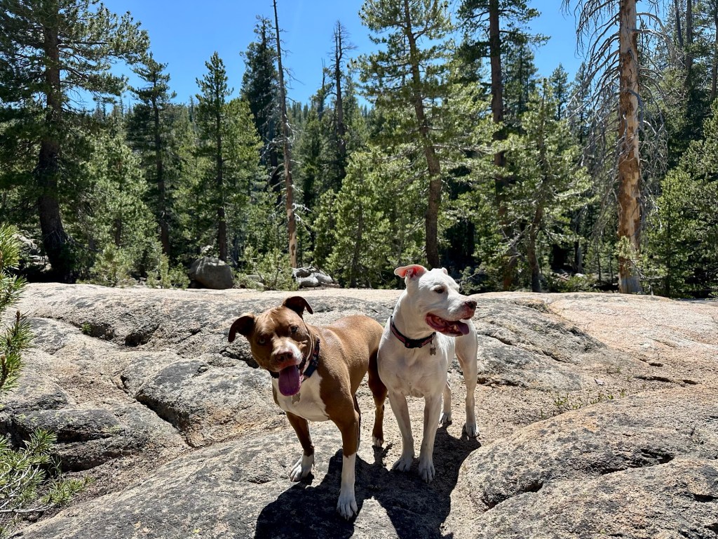 Marcel and Peter in Stanislaus National Forest, California. Picture by Happy Vegan Campers.
