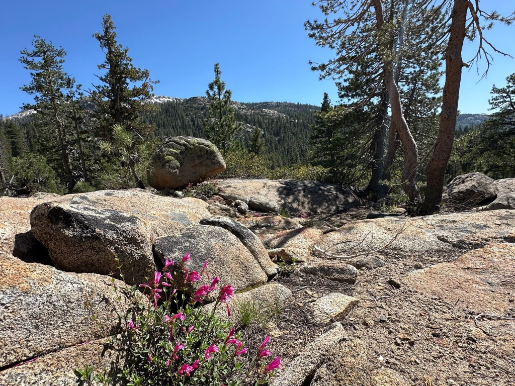 Flowers and boulders in Stanislaus National Forest, California. Picture by Happy Vegan Campers.