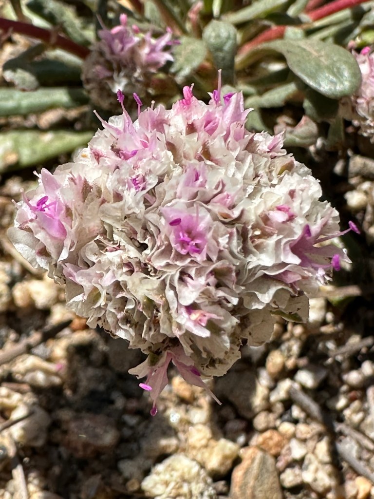 Flowers in Stanislaus National Forest, California. Picture by Happy Vegan Campers.