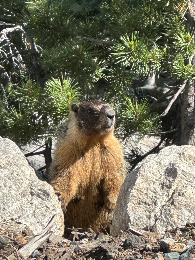 Yellow-Bellied Marot in Stanislaus National Forest, California. Picture by Happy Vegan Campers.