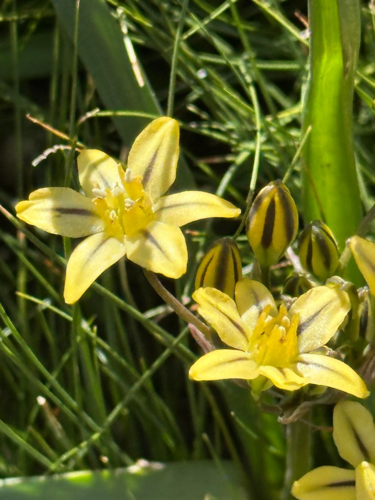 Flowers in Stanislaus National Forest, California. Picture by Happy Vegan Campers.