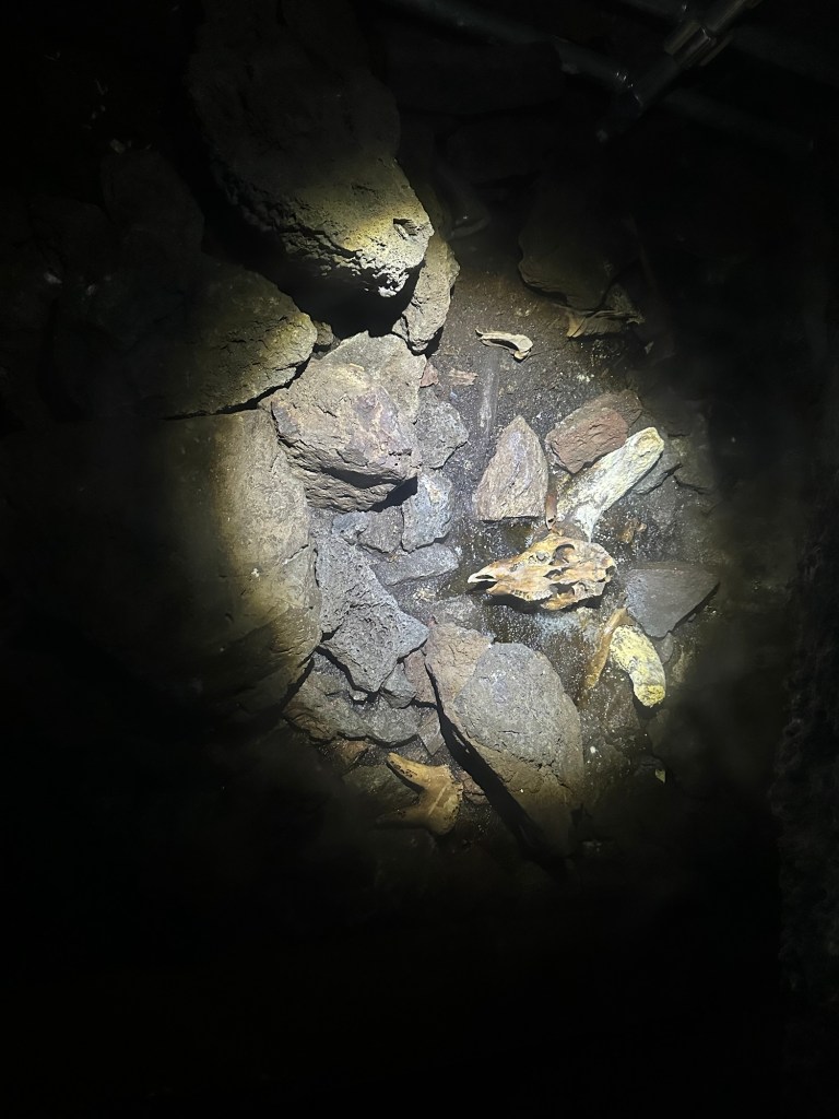 Sheep skull at Skull Cave at Lava Beds National Monument in Tulelake, California. Picture by Happy Vegan Campers.