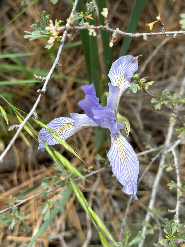 Flower in Deschutes National Forest in Three Rivers, Oregon. Picture by Happy Vegan Campers.