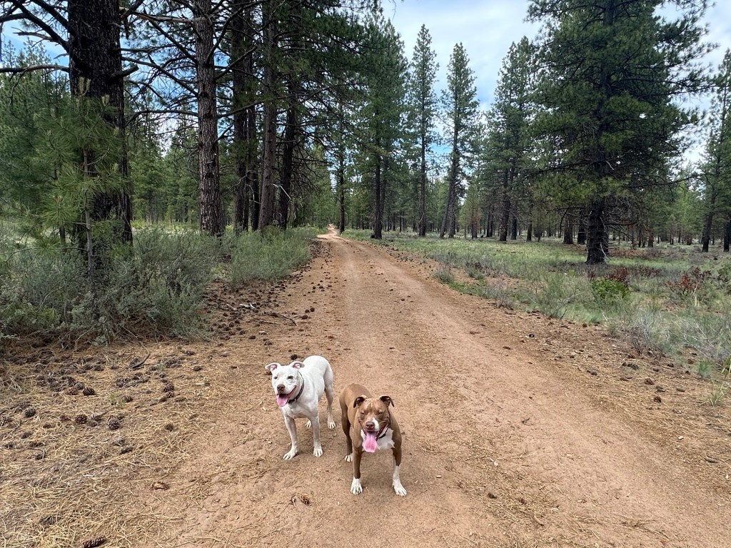 Peter and Marcel in Deschutes National Forest in Three Rivers, Oregon. Picture by Happy Vegan Campers.