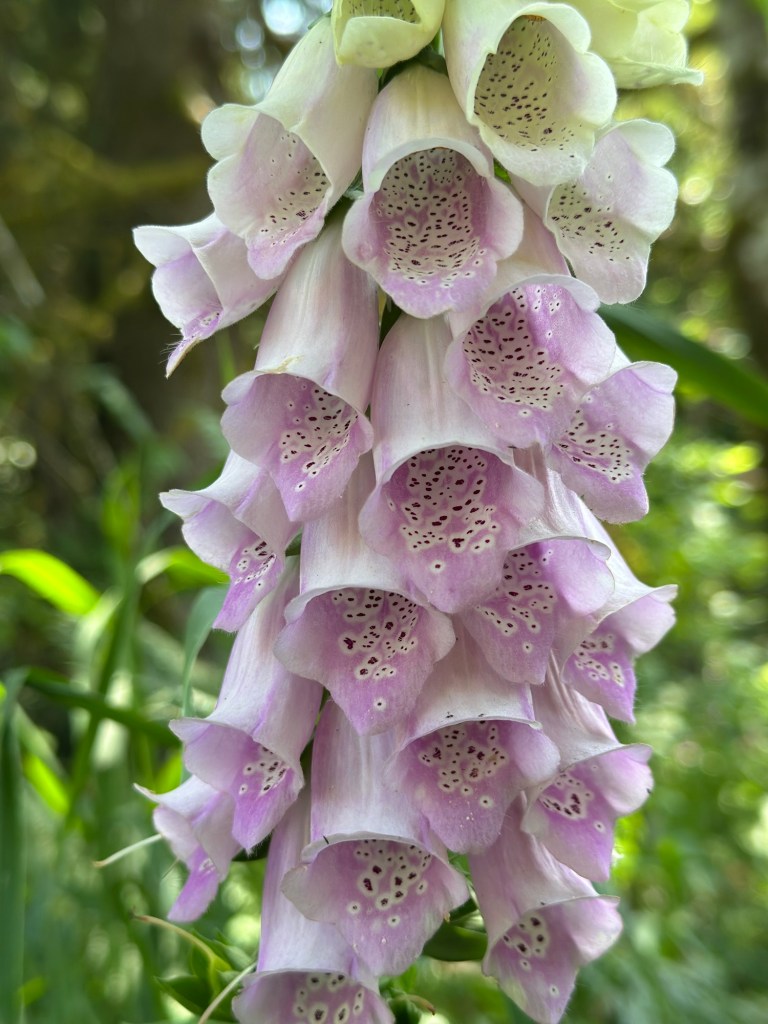 Foxglove flowers at Mt. Hood Village Campground in Welches, Oregon. Picture by Happy Vegan Campers.