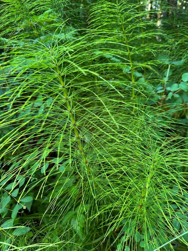 Plants at Wildwood Recreation Site in Welches, Oregon. Picture by Happy Vegan Campers.