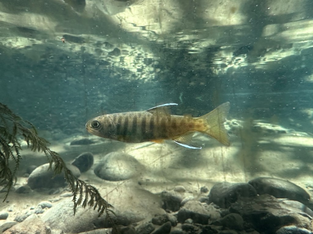 Fish at Wildwood Recreation Site in Welches, Oregon. Picture by Happy Vegan Campers.