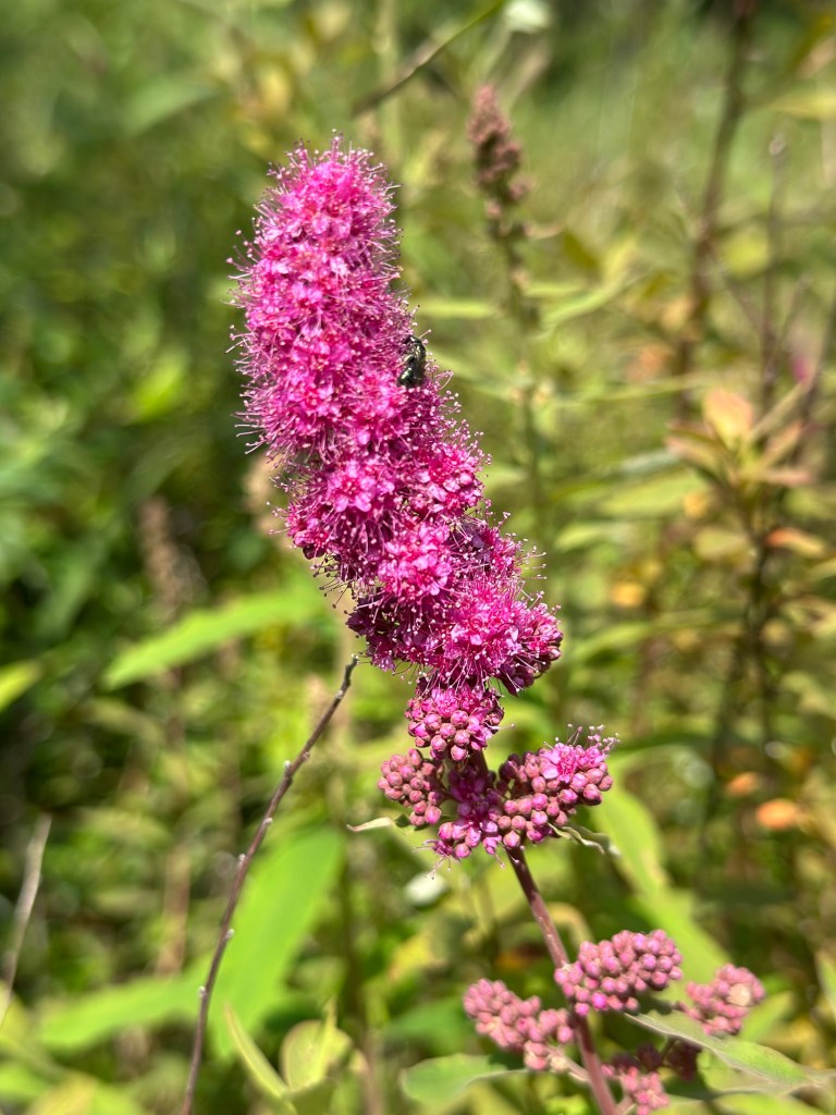 Flowers at Wildwood Recreation Site in Welches, Oregon. Picture by Happy Vegan Campers.