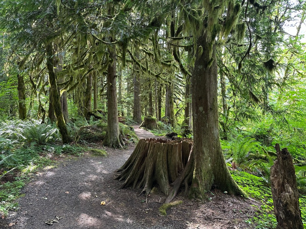 Trail at Wildwood Recreation Site in Welches, Oregon. Picture by Happy Vegan Campers.