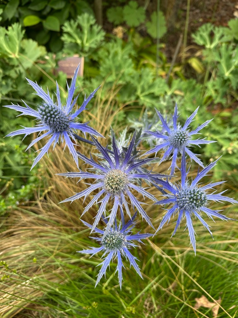 Flowers at McMenamins Edgefield in Troutdale, Oregon. Picture by Happy Vegan Campers.