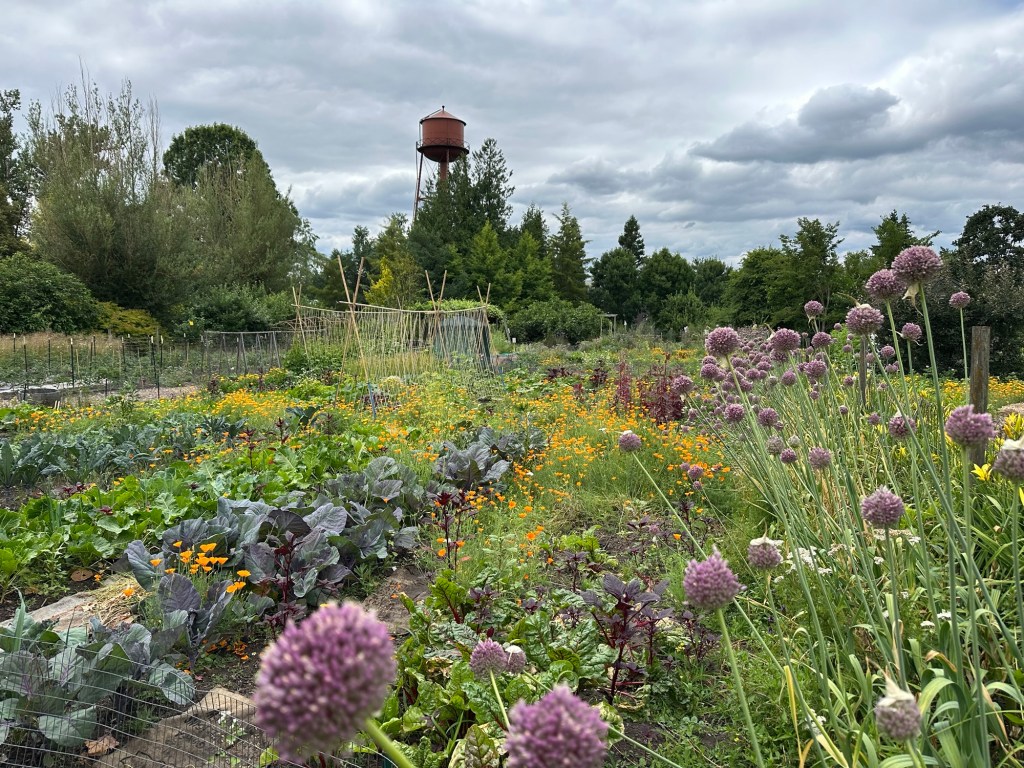 Vegetable garden at McMenamins Edgefield in Troutdale, Oregon. Picture by Happy Vegan Campers.