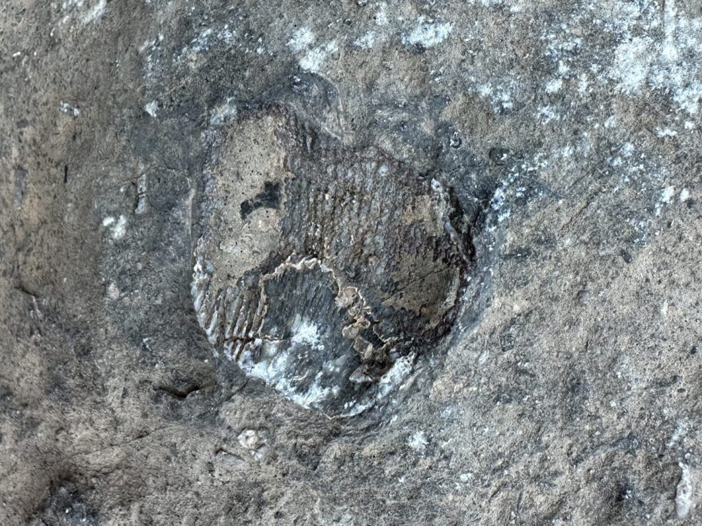 Prehistoric Trackways National Monument in Las Cruces, New Mexico. Picture by Happy Vegan Campers.