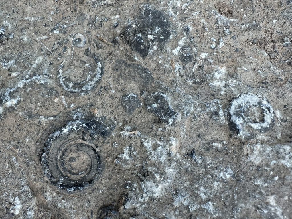Prehistoric Trackways National Monument in Las Cruces, New Mexico. Picture by Happy Vegan Campers.