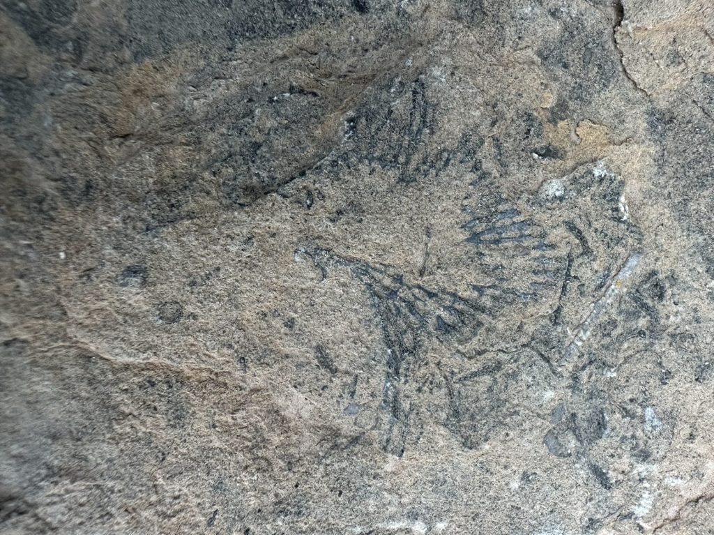 Prehistoric Trackways National Monument in Las Cruces, New Mexico. Picture by Happy Vegan Campers.