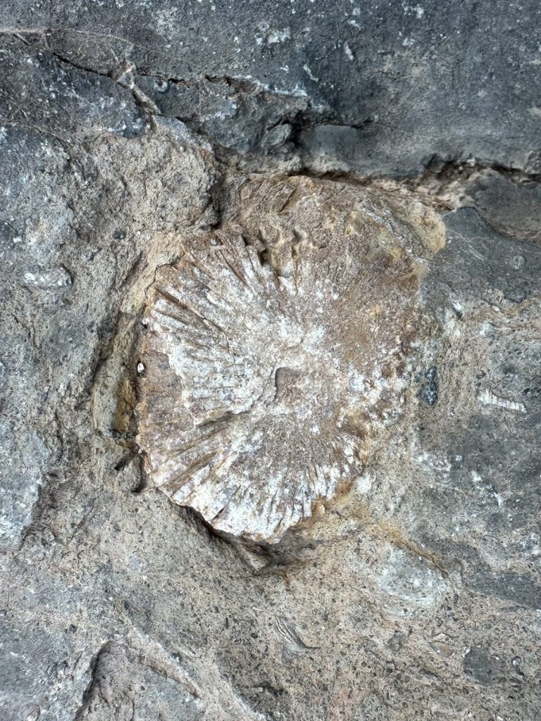 Prehistoric Trackways National Monument in Las Cruces, New Mexico. Picture by Happy Vegan Campers.