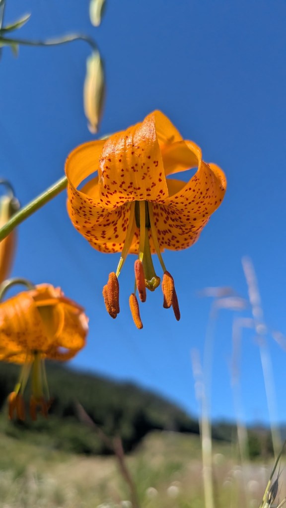 Flowers found on Lolo Pass Rd near Mt Hood in Oregon. Picture by Happy Vegan Campers.