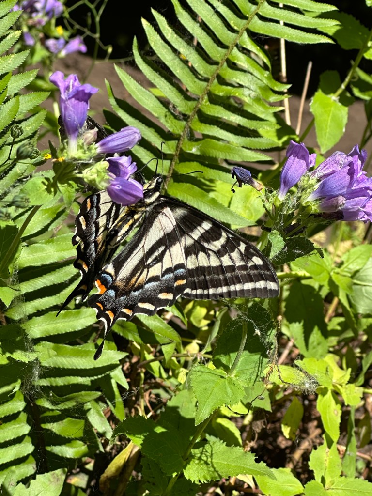 Butterfly near Bridal Veil Falls in Corbett, Oregon. Picture by Happy Vegan Campers.