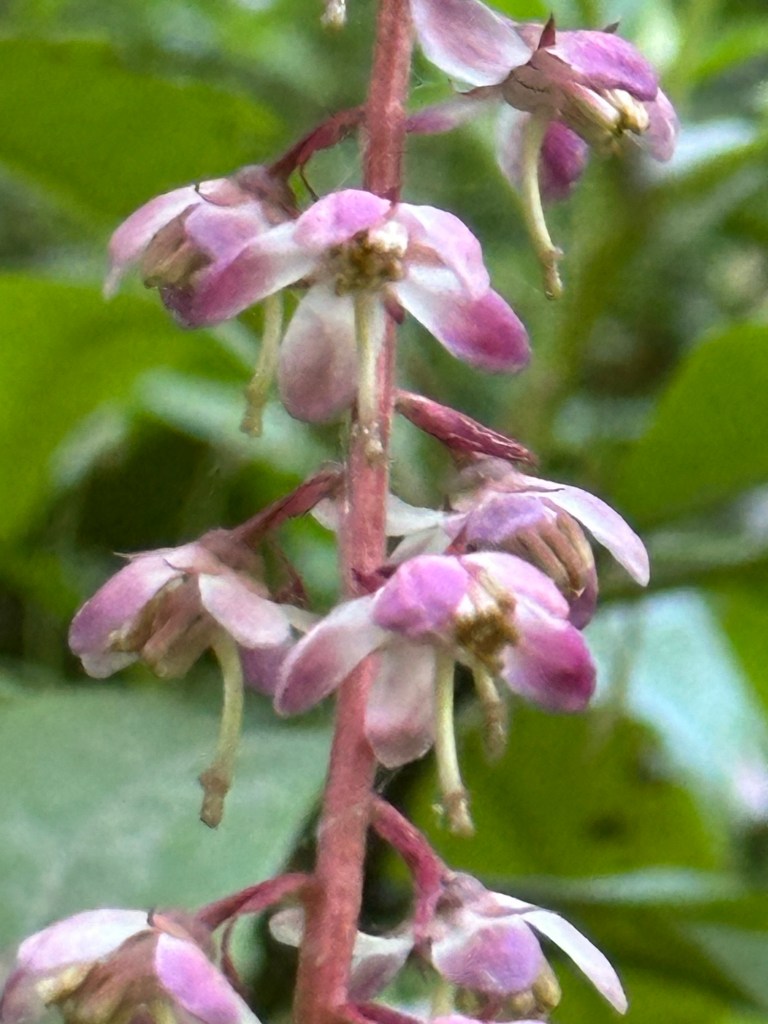 Flowers found on Lolo Pass Rd near Mt Hood in Oregon. Picture by Happy Vegan Campers.