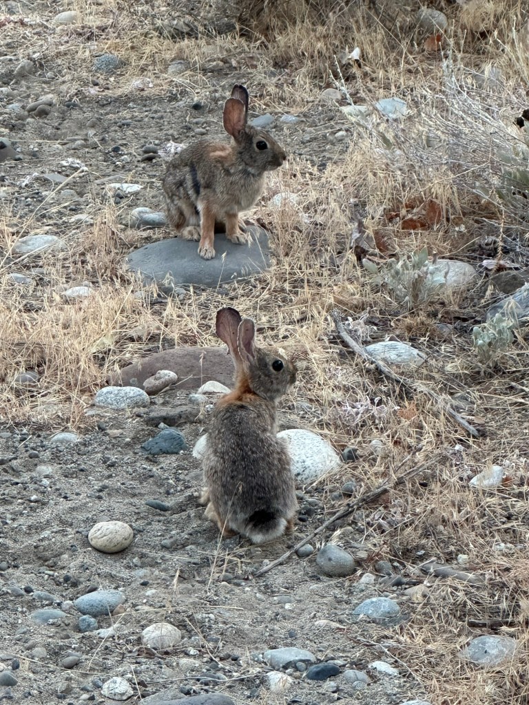 Rabbits by Columbia River in Quincy, Washington. Picture by Happy Vegan Campers.