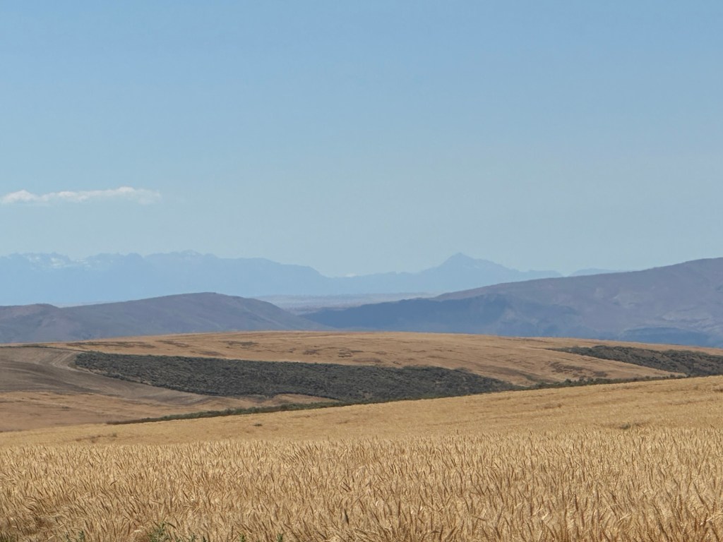 Wheat fields with mountains in background in Washington. Picture by Happy Vegan Campers.