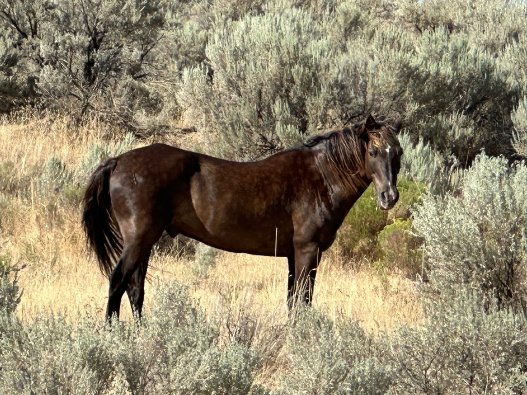 Horse in Washtucna, Washington. Picture by Happy Vegan Campers.