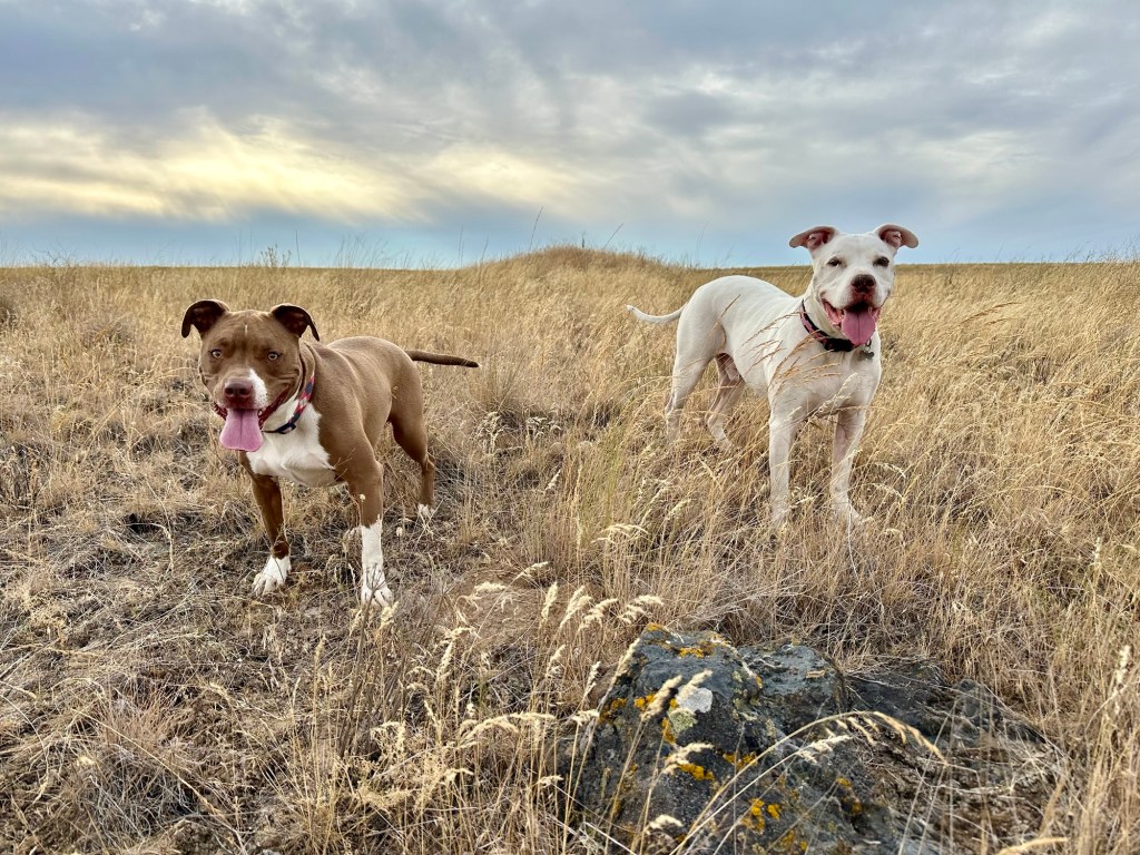 Peter and Marcel at Fishtrap Lake in Sprague, Washington. Picture by Happy Vegan Campers.