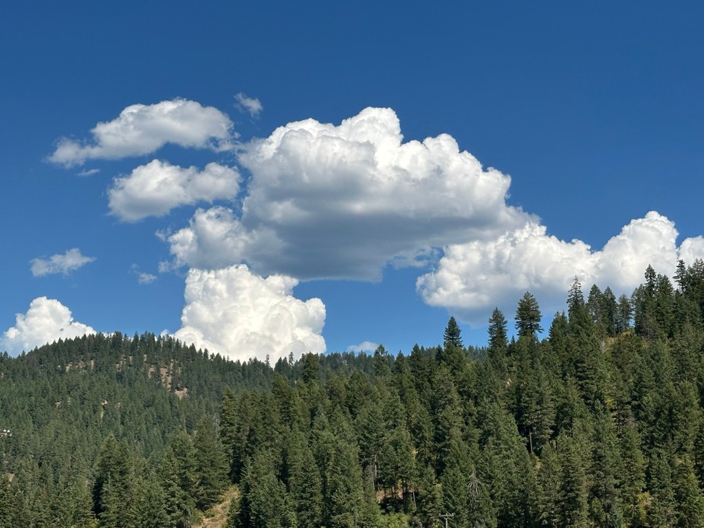 Idaho Panhandle National Forest near Coeur d’Alene, Idaho. Picture by Happy Vegan Campers.
