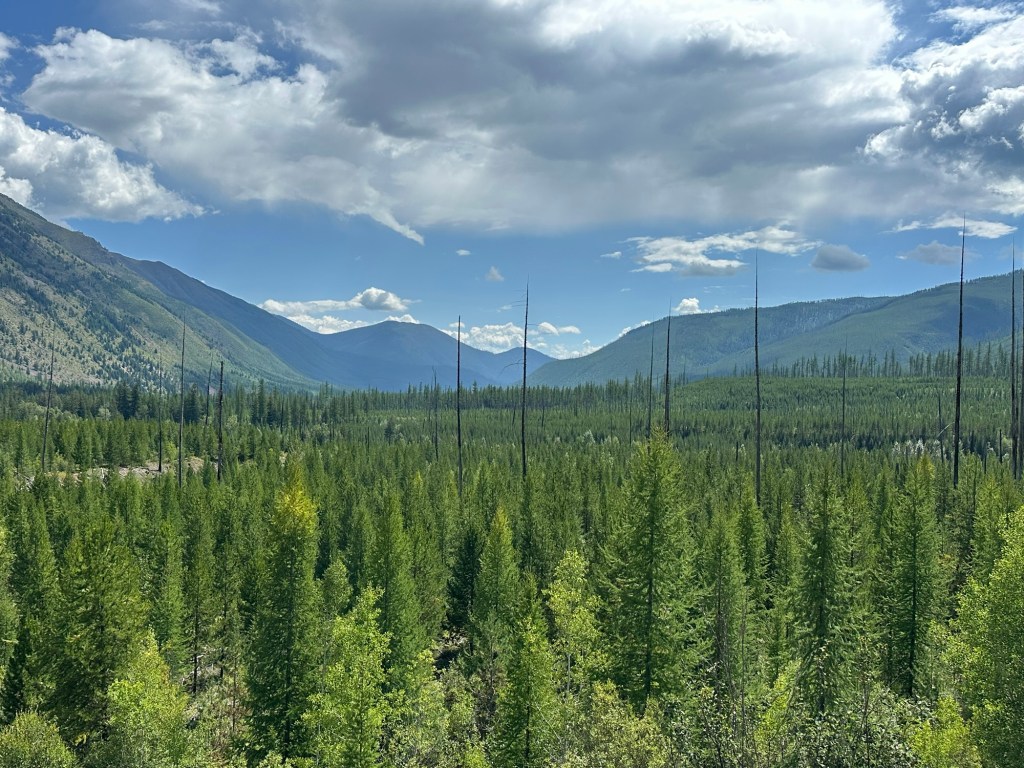 View in Flathead National Forest in Montana. Picture by Happy Vegan Campers.