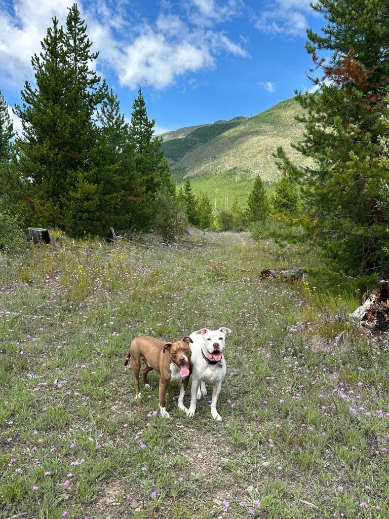 Peter and Marcel in Flathead National Forest in Montana. Picture by Happy Vegan Campers.