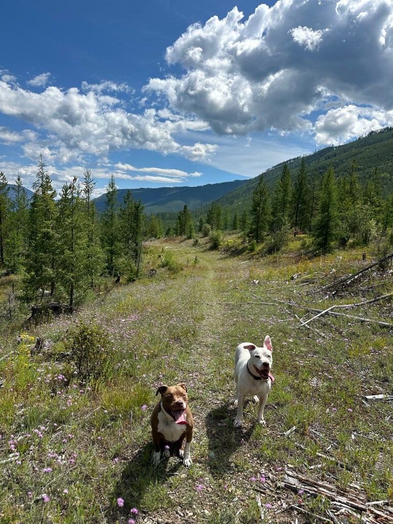 Peter and Marcel in Flathead National Forest in Montana. Picture by Happy Vegan Campers.