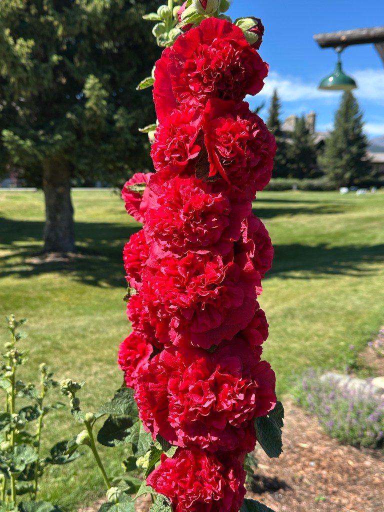 Flowers at Glacier Park Lodge in East Glacier Park, Montana, USA. Picture by Happy Vegan Campers.