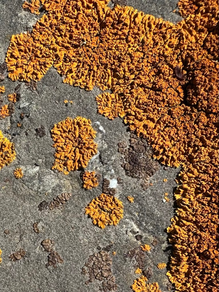 Lichen at Glacier National Park in Montana, USA. Picture by Happy Vegan Campers.