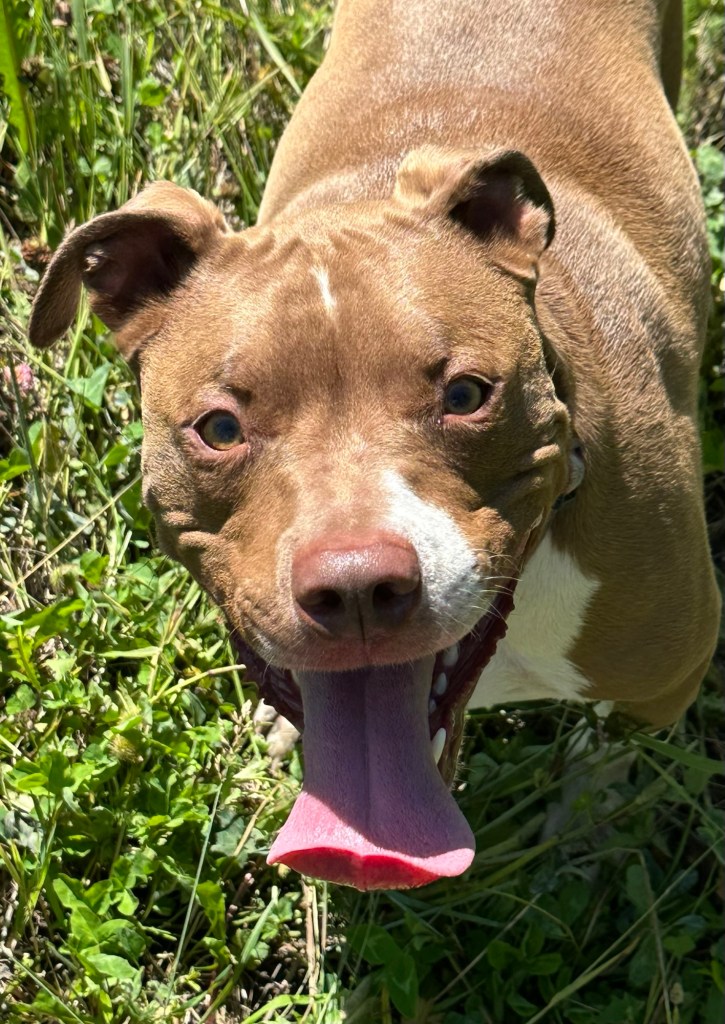 Marcel at Glacier National Park in Montana, USA. Picture by Happy Vegan Campers.