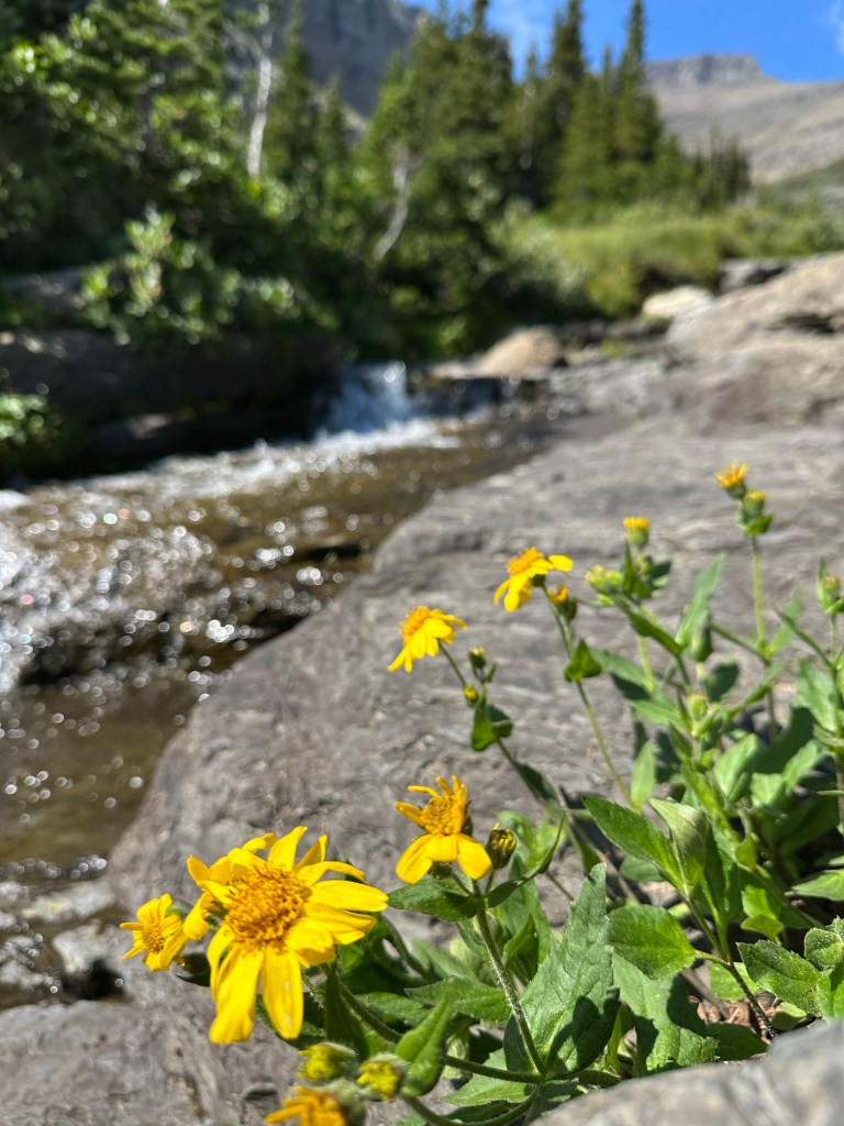 Stream and flowers next to Going-To-The-Sun Road in Glacier National Park in Montana, USA. Picture by Happy Vegan Campers.