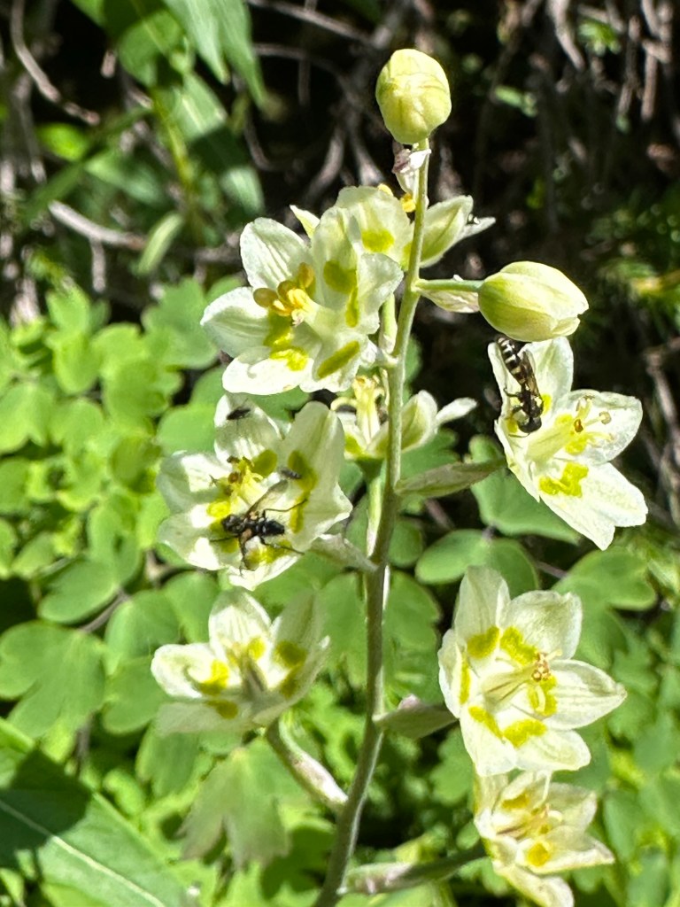Flowers and bees next to Going-To-The-Sun Road in Glacier National Park in Montana, USA. Picture by Happy Vegan Campers.