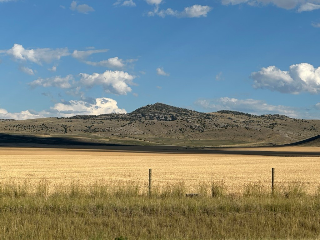 Wheat fields in Montana, USA. Picture by Happy Vegan Campers.