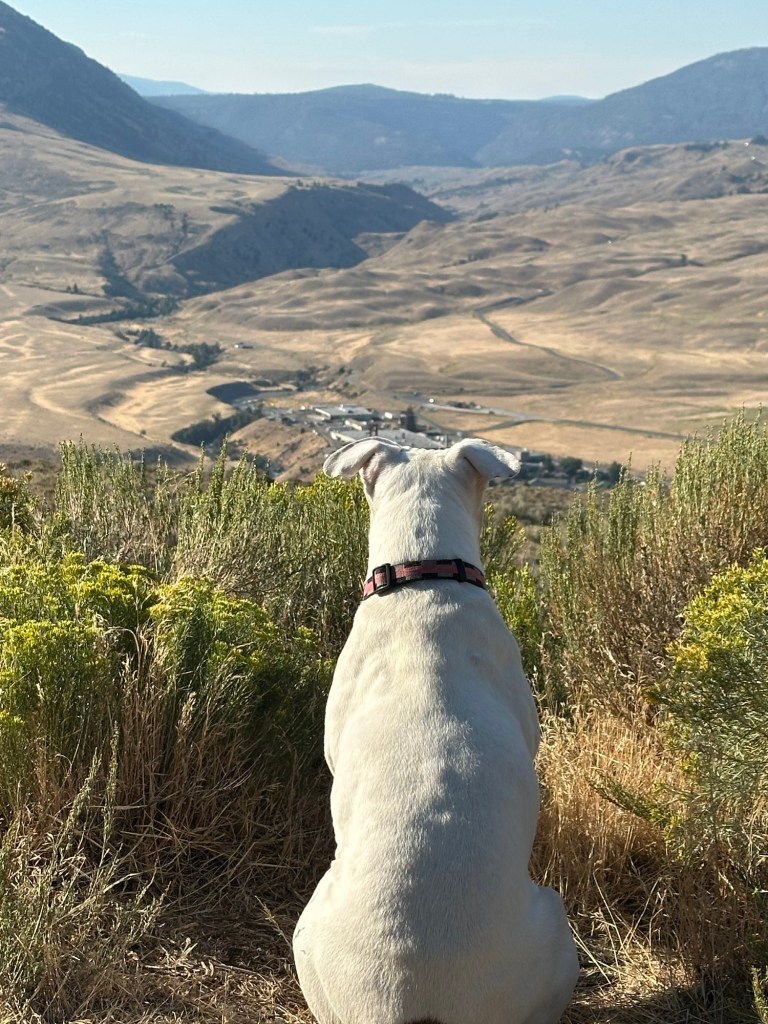 Peter looking at valley and Gardiner, Montana, USA. Picture by Happy Vegan Campers.