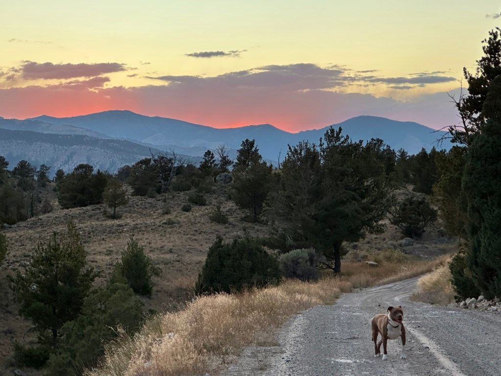 Marcel and sunset in Custer Gallatin National Forest near Gardiner, Montana, USA. Picture by Happy Vegan Campers.