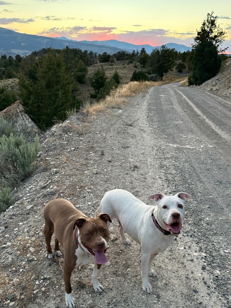 Marcel and Peter in Custer Gallatin National Forest near Gardiner, Montana, USA. Picture by Happy Vegan Campers.