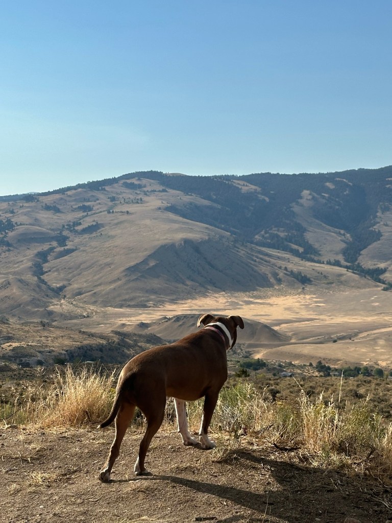 Marcel looking at valley near Gardiner, Montana, USA. Picture by Happy Vegan Campers.