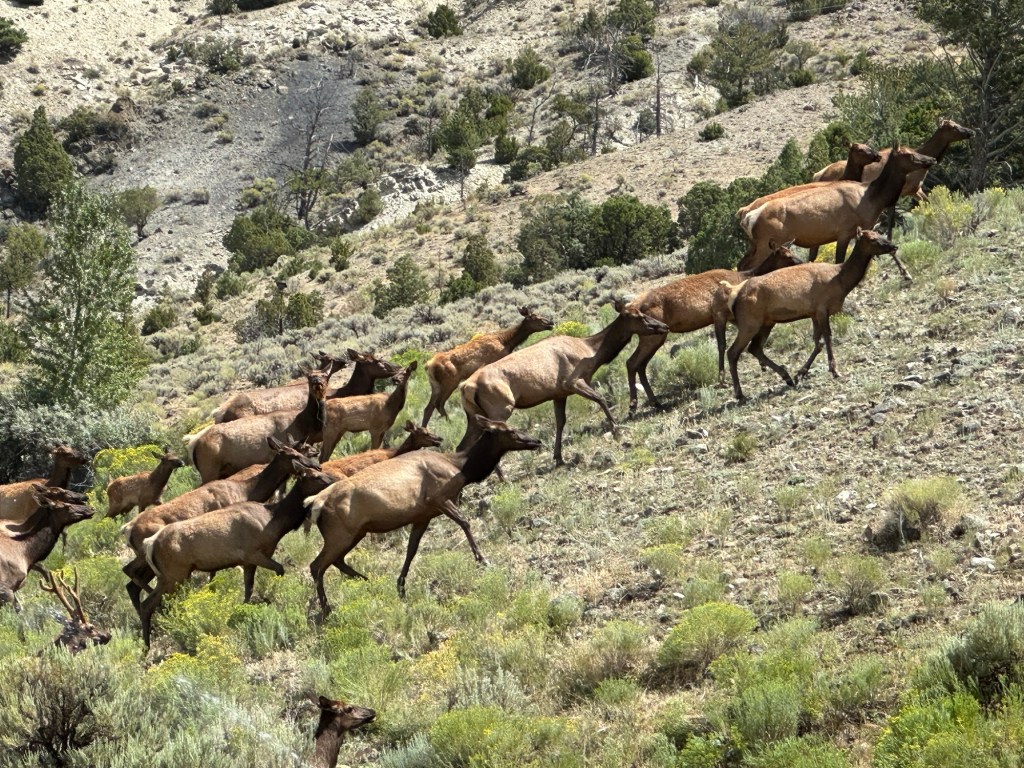 Herd of elk near Gardiner, Montana, USA. Picture by Happy Vegan Campers.