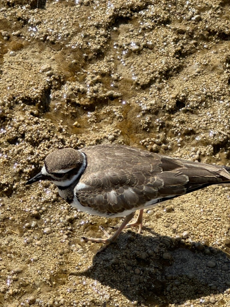 Bird on Mammoth Hot Springs In Yellowstone National Park in Montana, USA. Picture by Happy Vegan Campers.