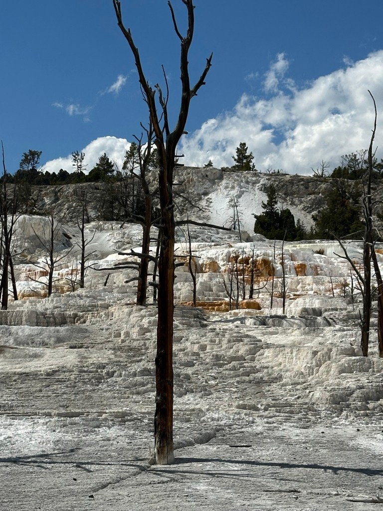Mammoth Hot Springs In Yellowstone National Park in Montana, USA. Picture by Happy Vegan Campers.