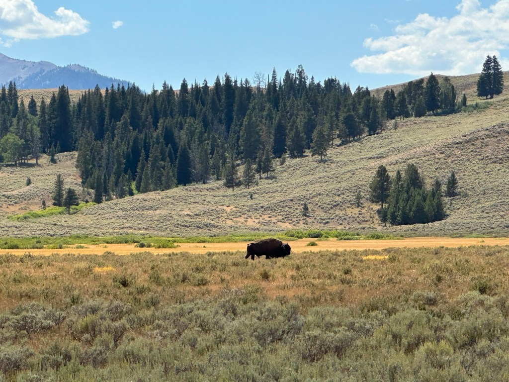American Bison in Yellowstone National Park in Montana, USA. Picture by Happy Vegan Campers.