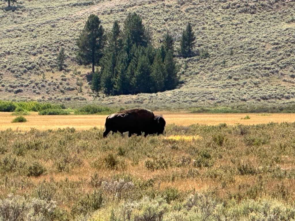 American Bison in Yellowstone National Park in Montana, USA. Picture by Happy Vegan Campers.
