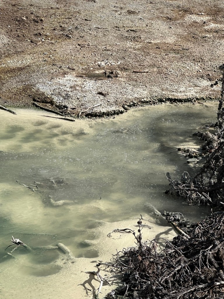 Frying Pan Spring in Yellowstone National Park in Montana, USA. Picture by Happy Vegan Campers.
